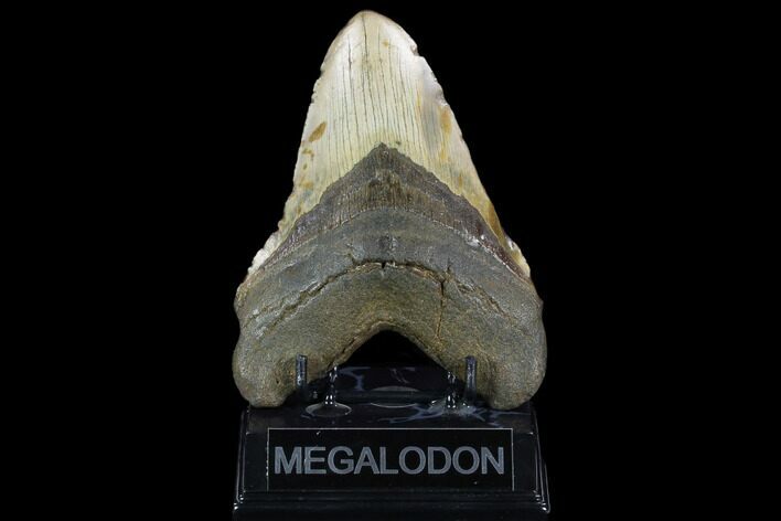 Huge, Fossil Megalodon Tooth - North Carolina #124326